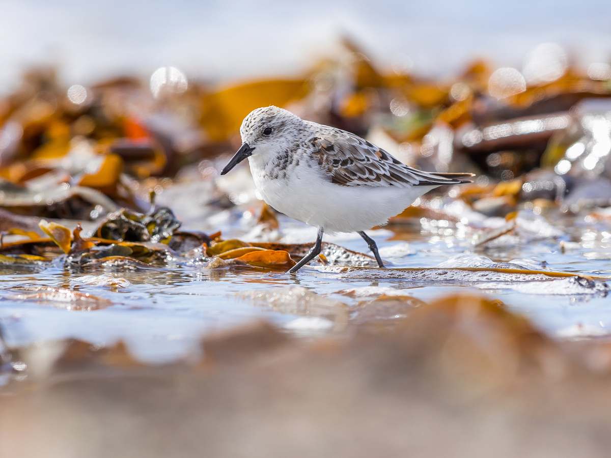 bird grey and white bird on shallow water beak