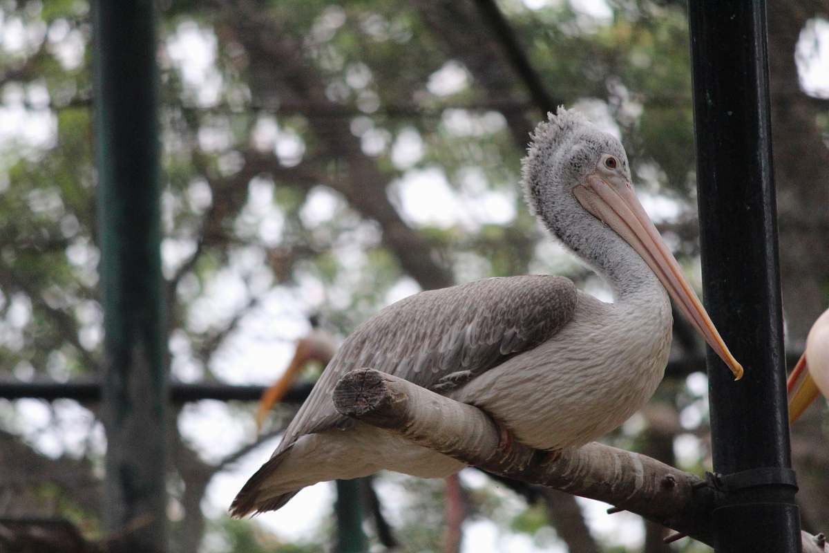 bird grey and white pelican beak