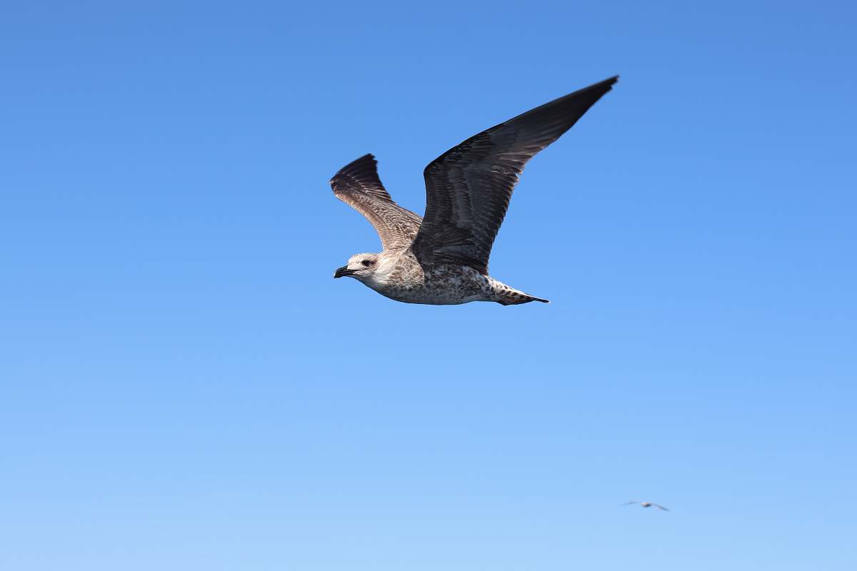 bird grey and white seagull flying flying