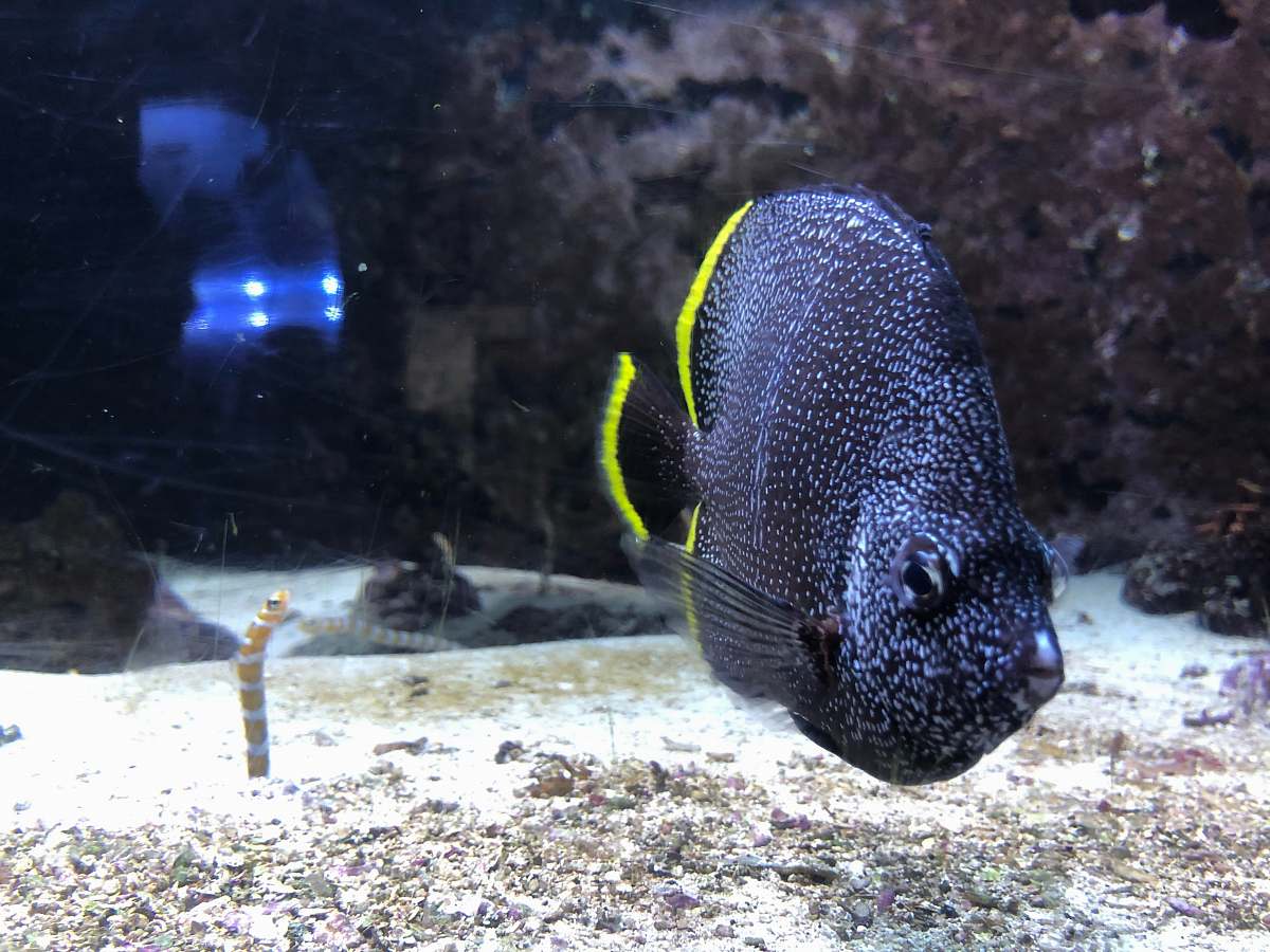 fish grey and yellow fish water