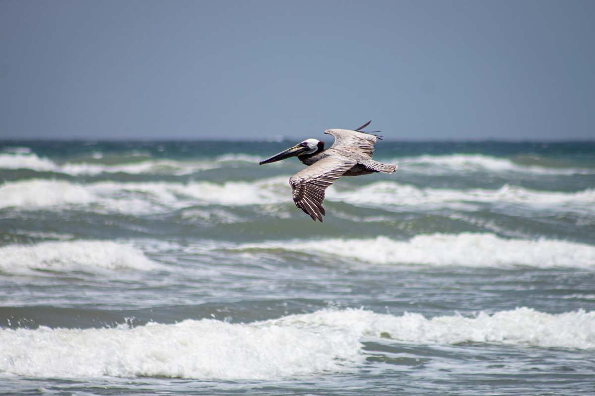 bird grey bird on mid air flying
