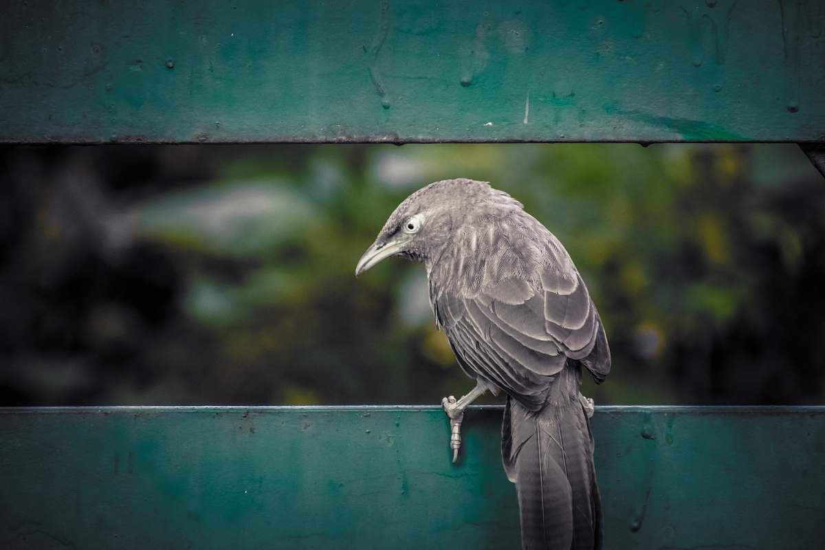 bird grey bird perched on teal fence agelaius