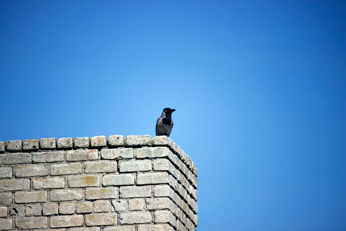 bird grey bird perching on grey brick wall corner blue