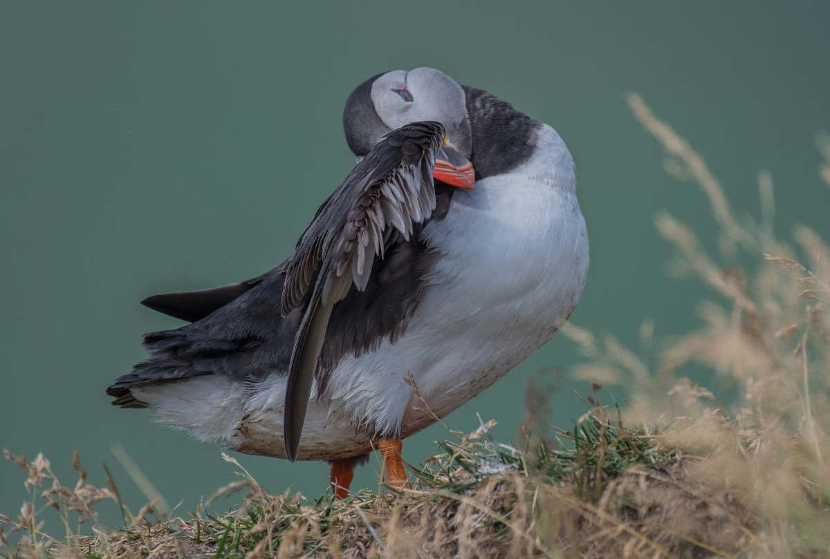 bird grey duck scotland