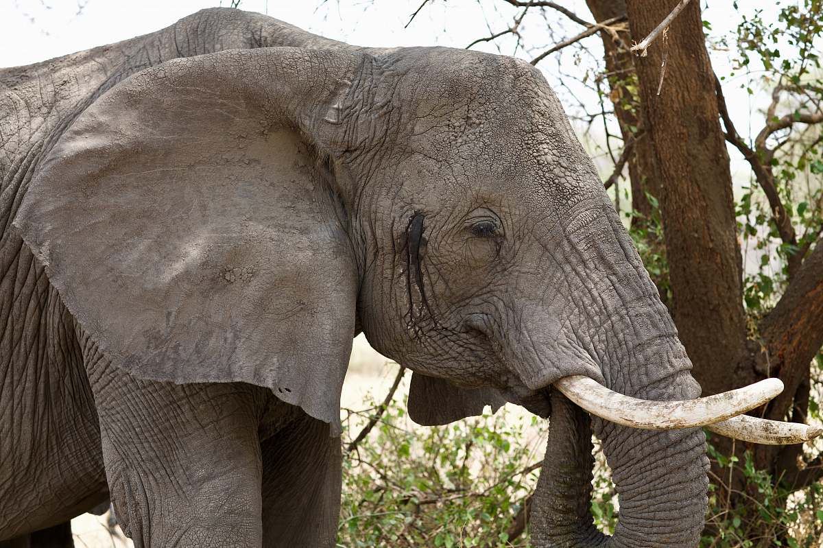 elephant grey elephant beside tree mammal