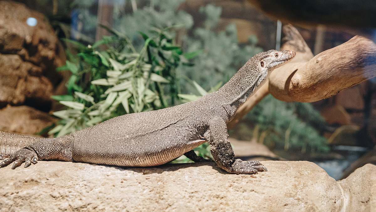 reptile grey lizard lizard