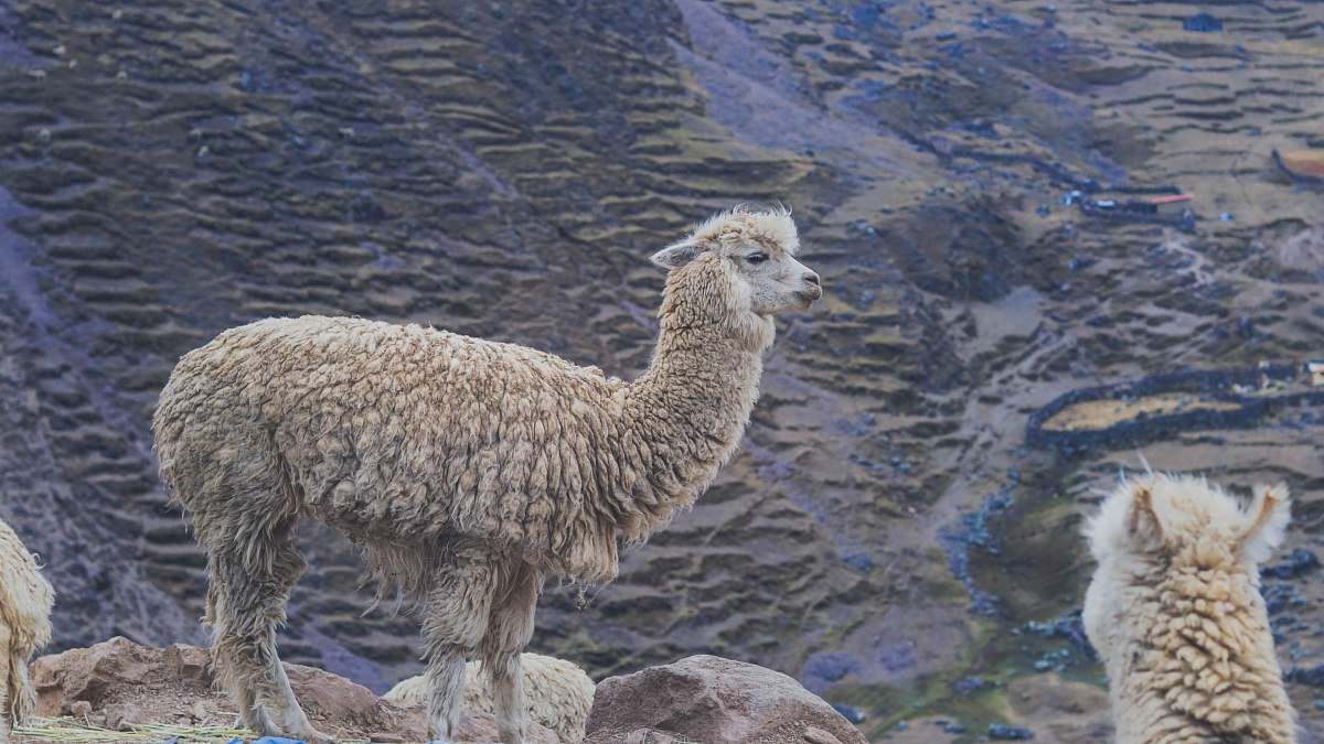 mammal grey llama near body of water sheep