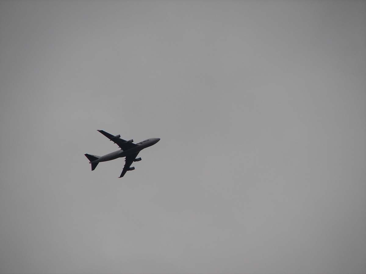 bird grey passenger plane overhead black-and-white