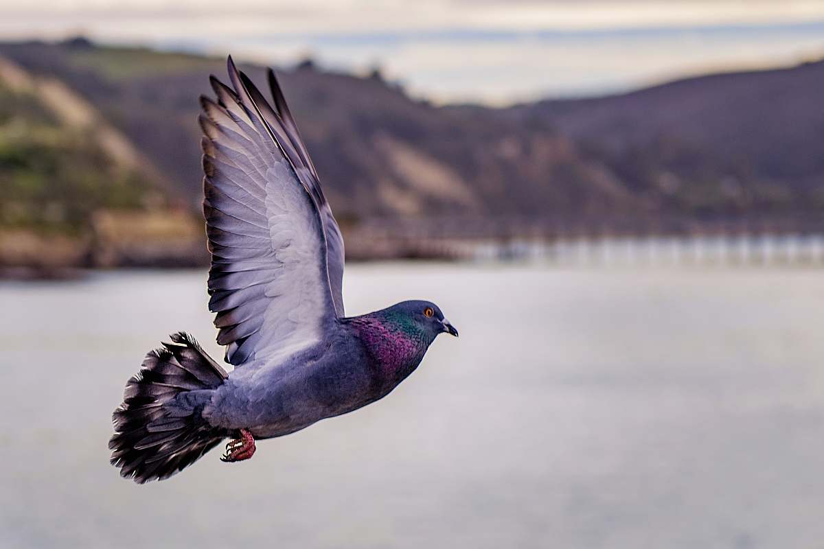 bird grey pigeon on flight above the lake pigeon