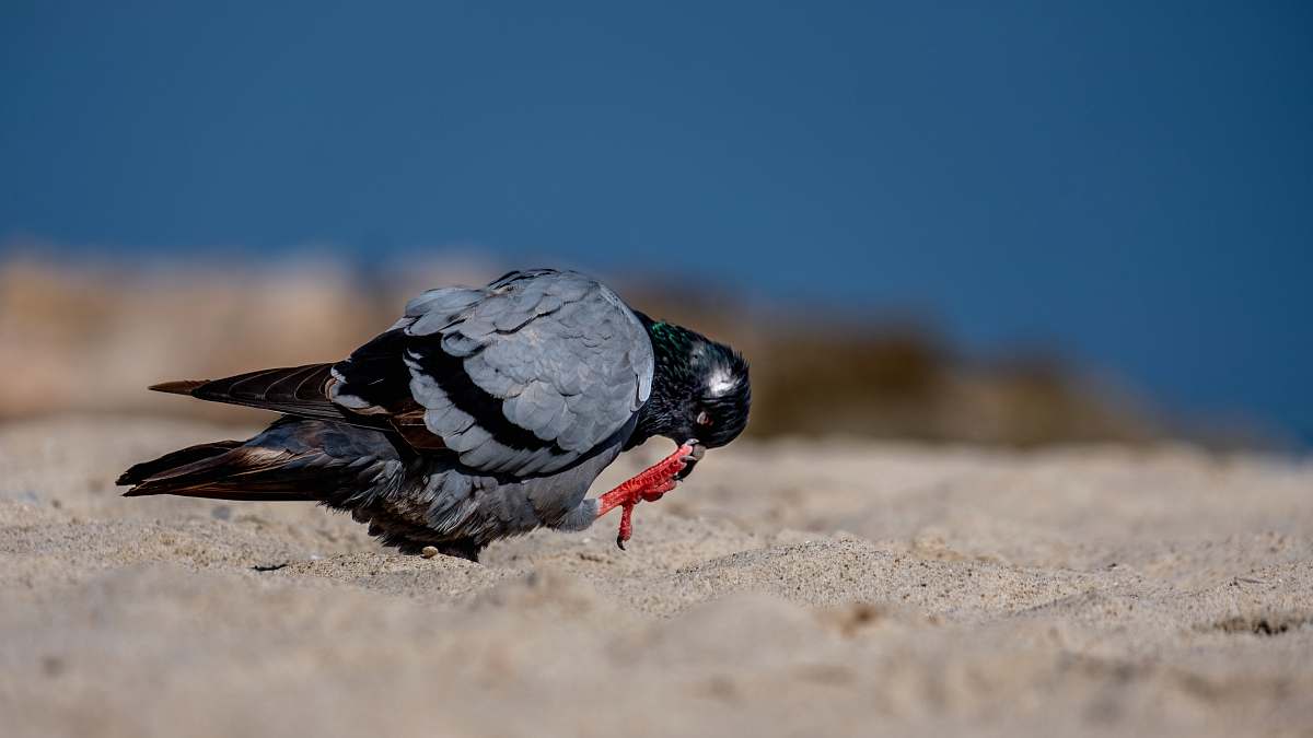 bird grey pigeon on sand pigeon