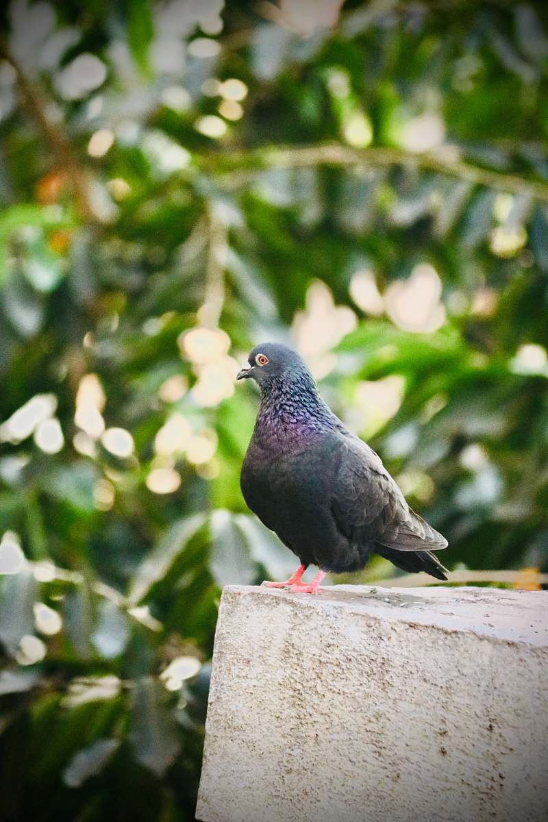 bird grey pigeon photograph pigeon