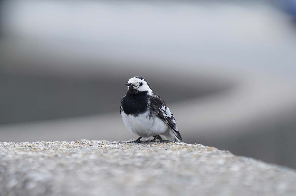 bird greyscale photography of bird black-and-white