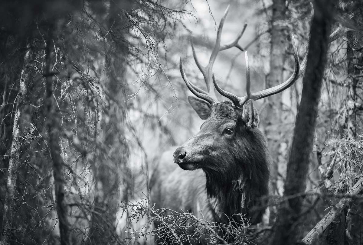 black-and-white greyscale wildlife photography of a moose grey