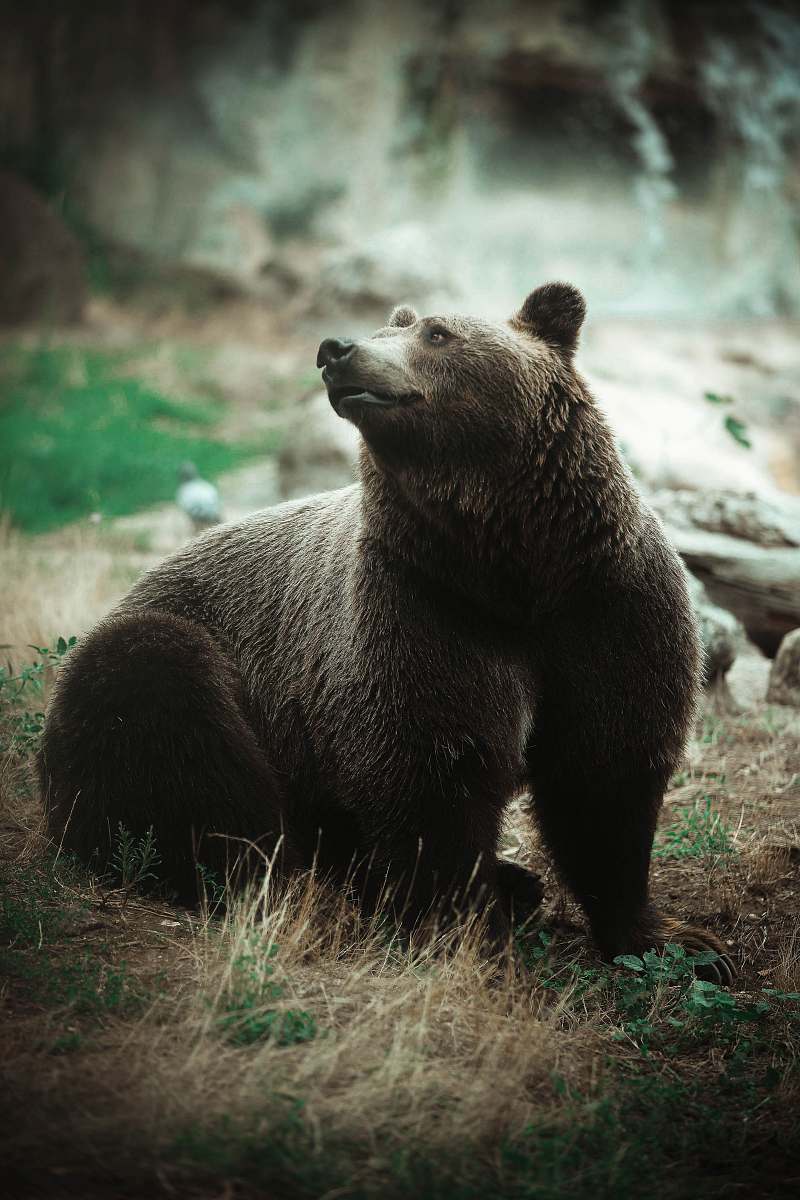 Wildlife Grizzly Bear Bear Image Free Photo