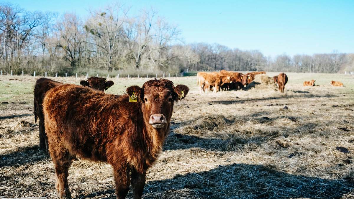 cattle group of brown cows cow