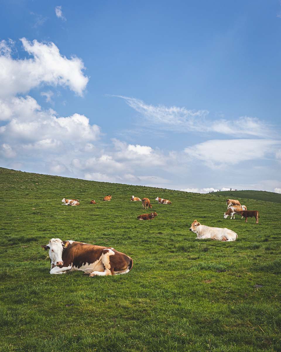 cattle group of cows cow