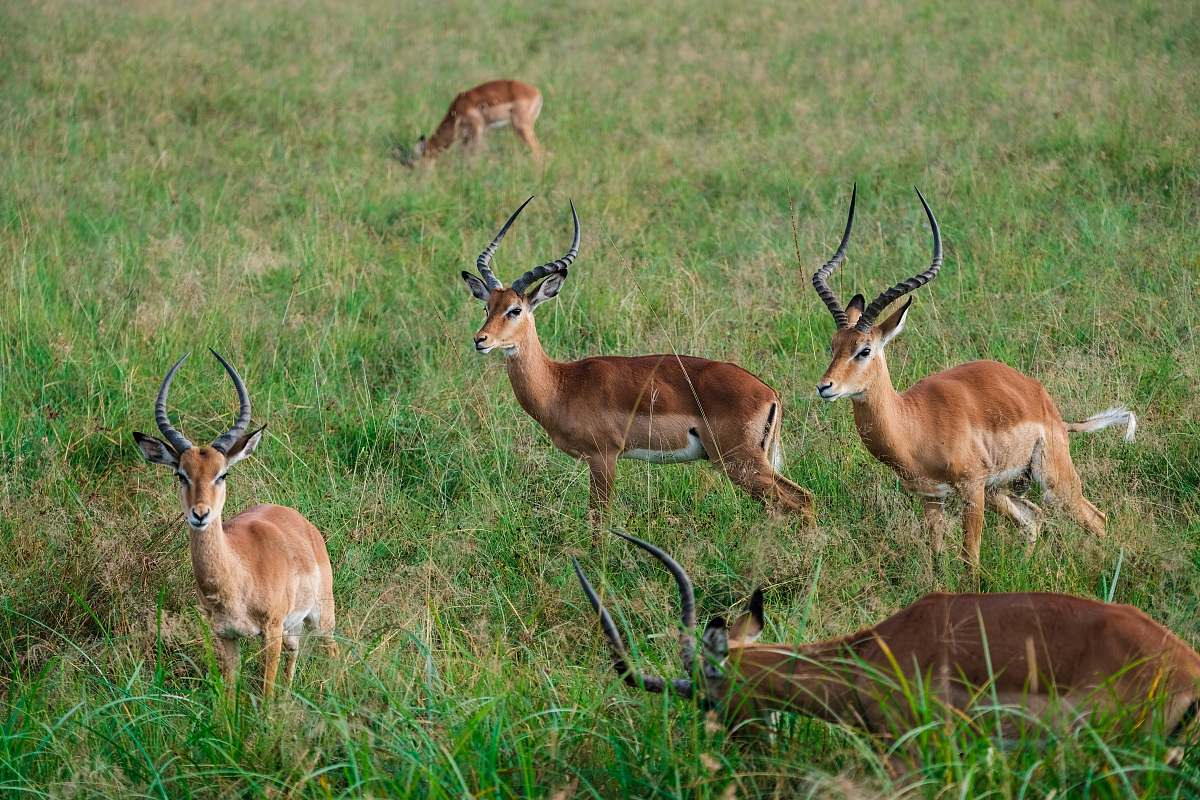 mammal group of deer on grass field antelope