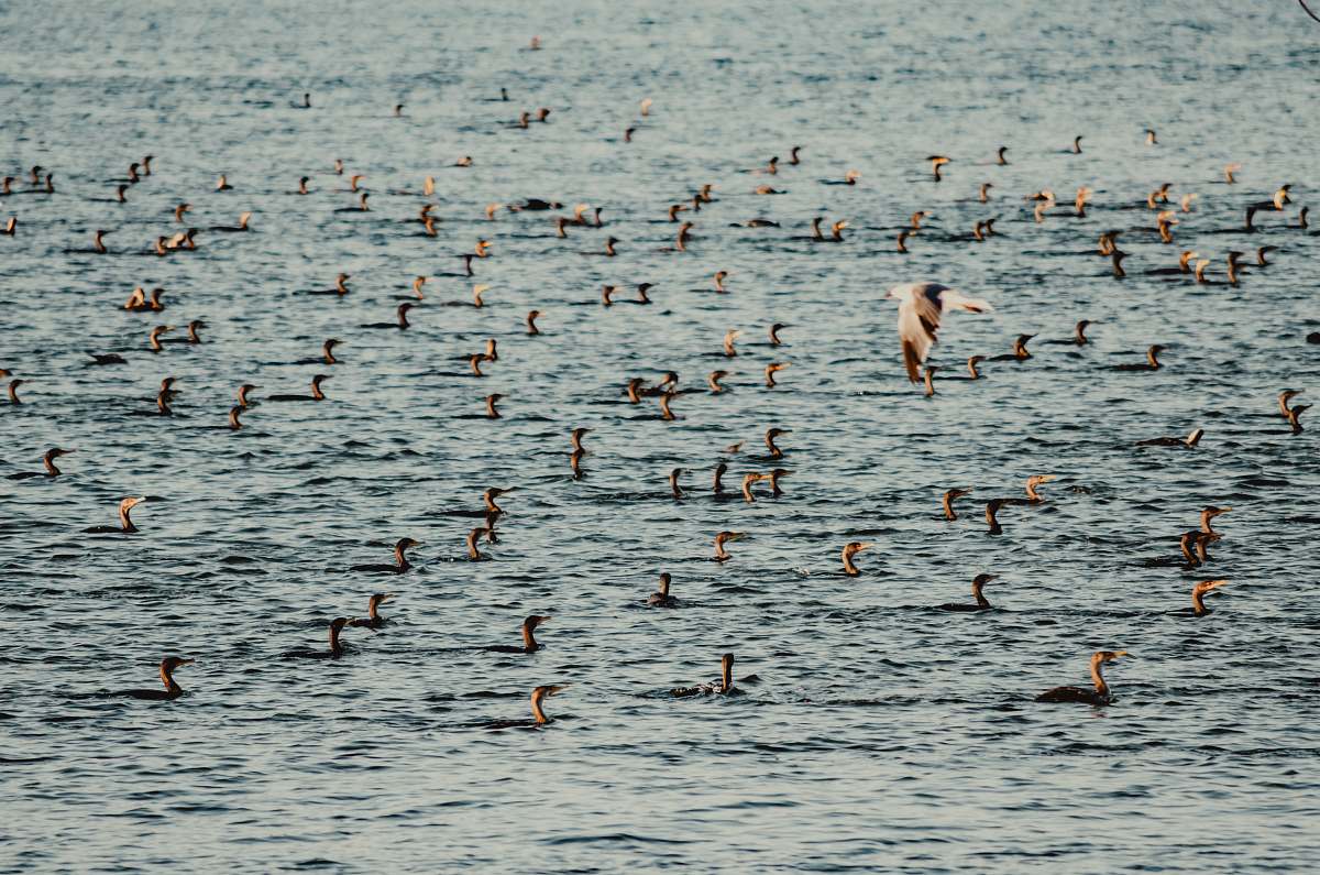 flock group of ducks in body of water grey