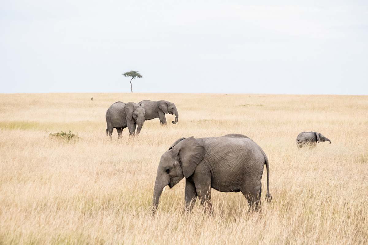 wildlife group of elephants on brown grass field elephant