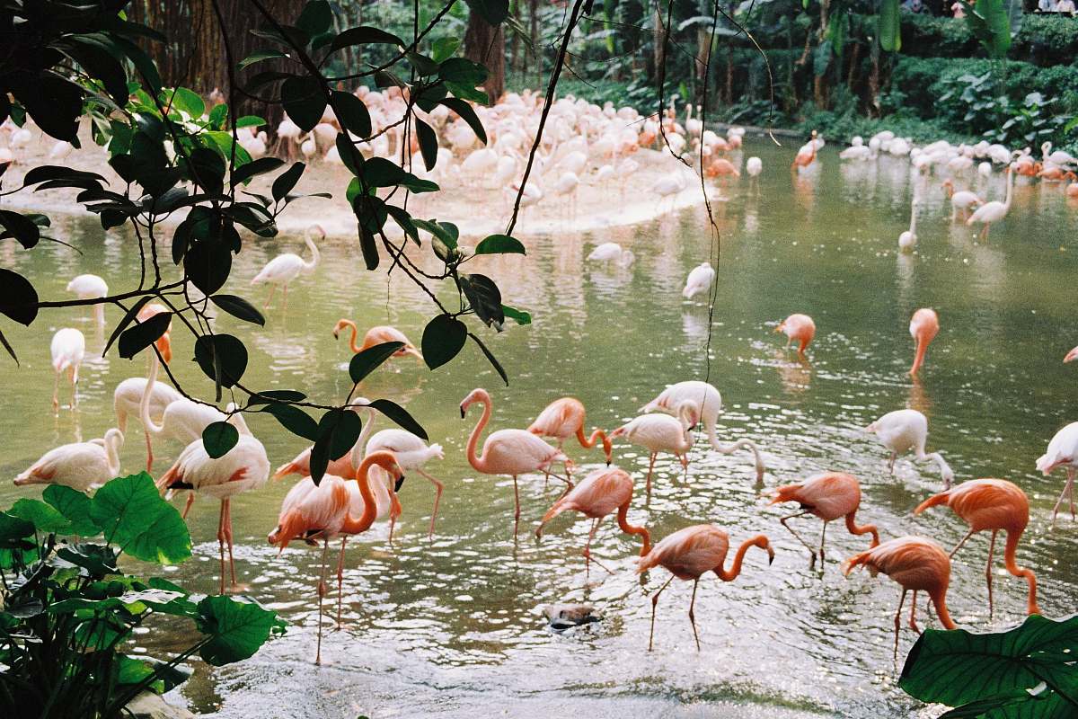bird group of flamingo flock