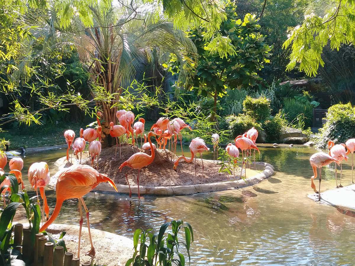 bird group of Flamingo walking and standing on forest flock