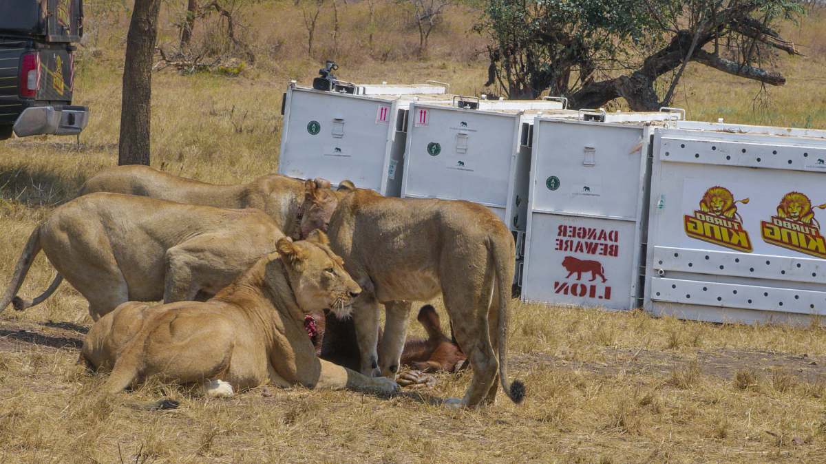 mammal group of lions lion