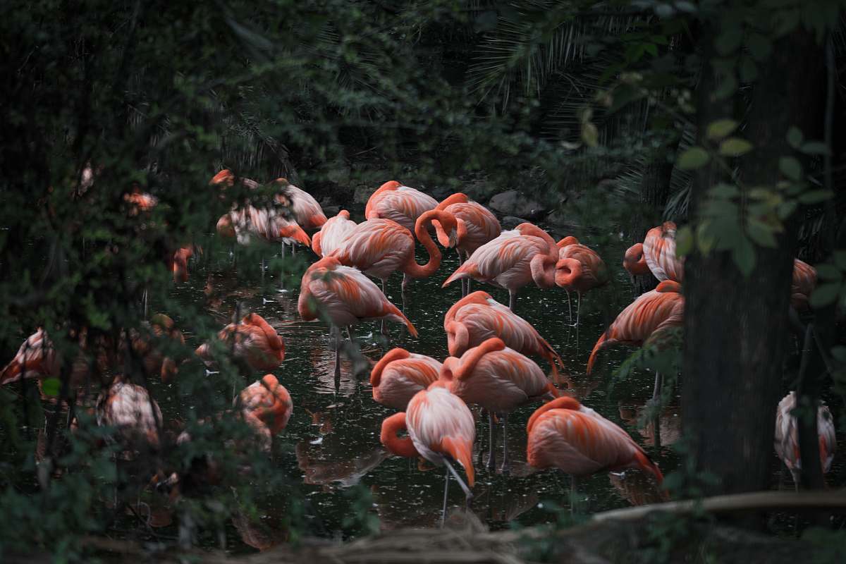 bird group of pink flamingo flock
