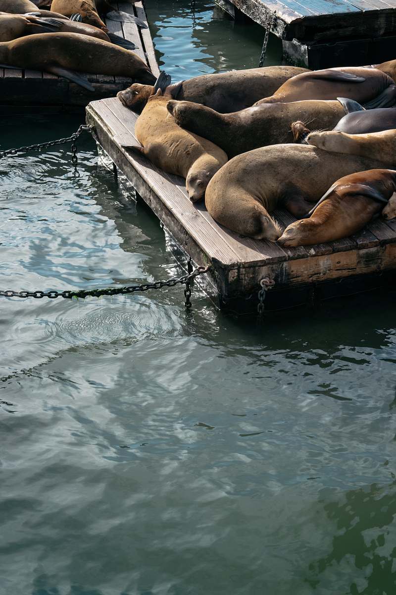 mammal group of seal sea lion