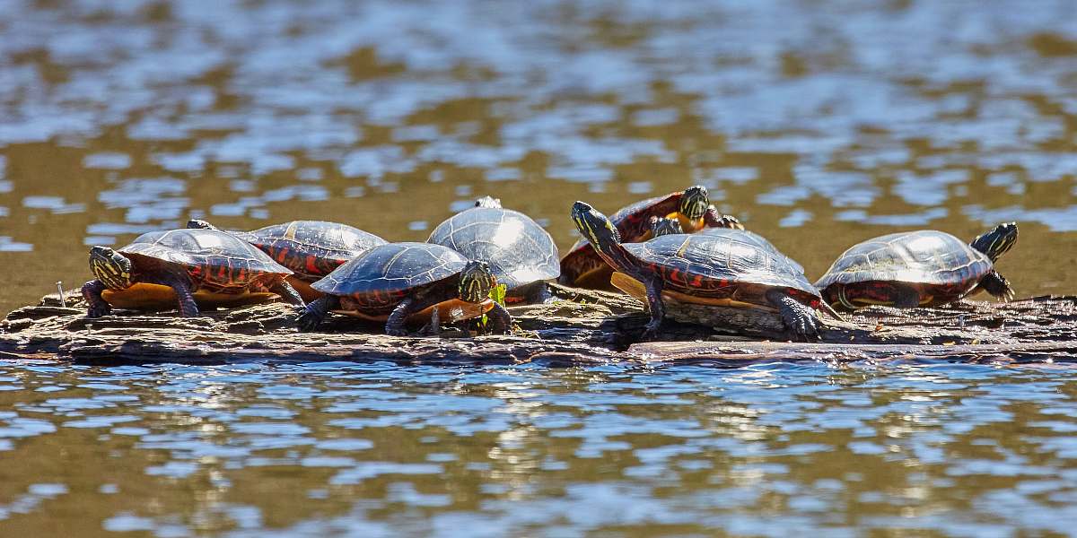 reptile group of turtles floating on water turtle