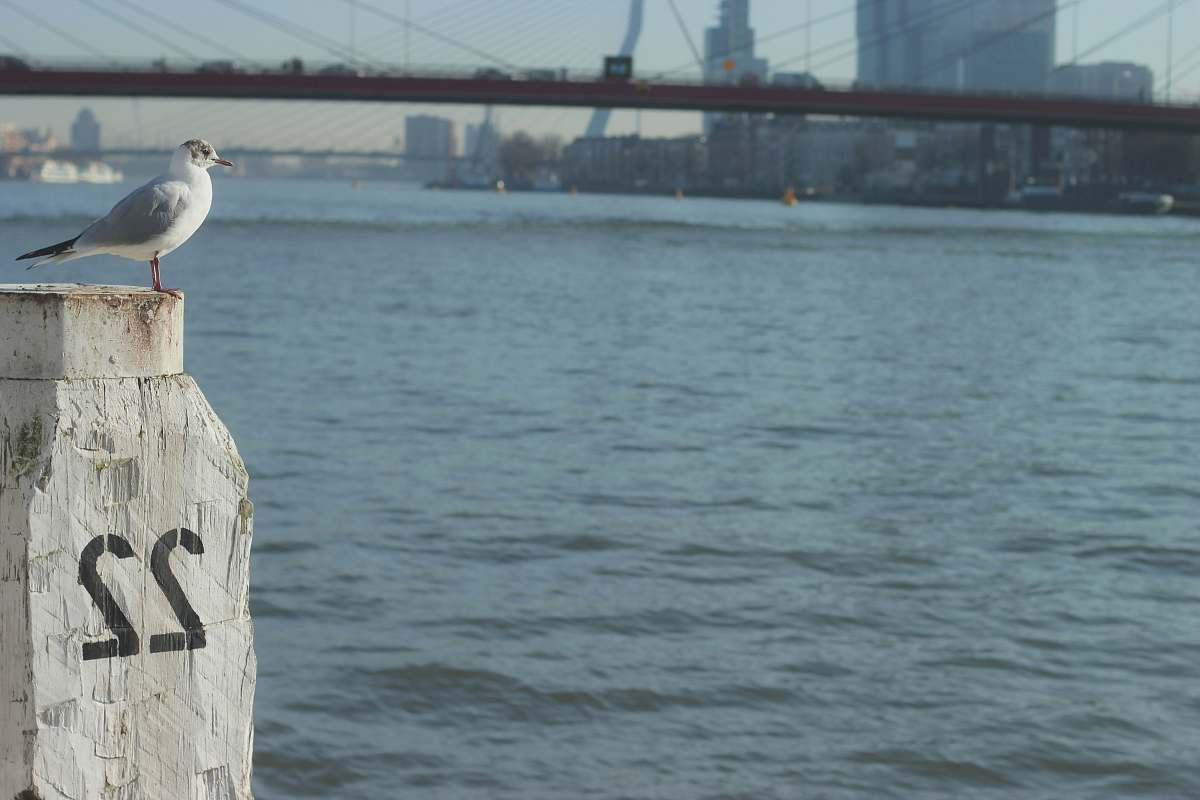 bird gull on white column near body of water grey