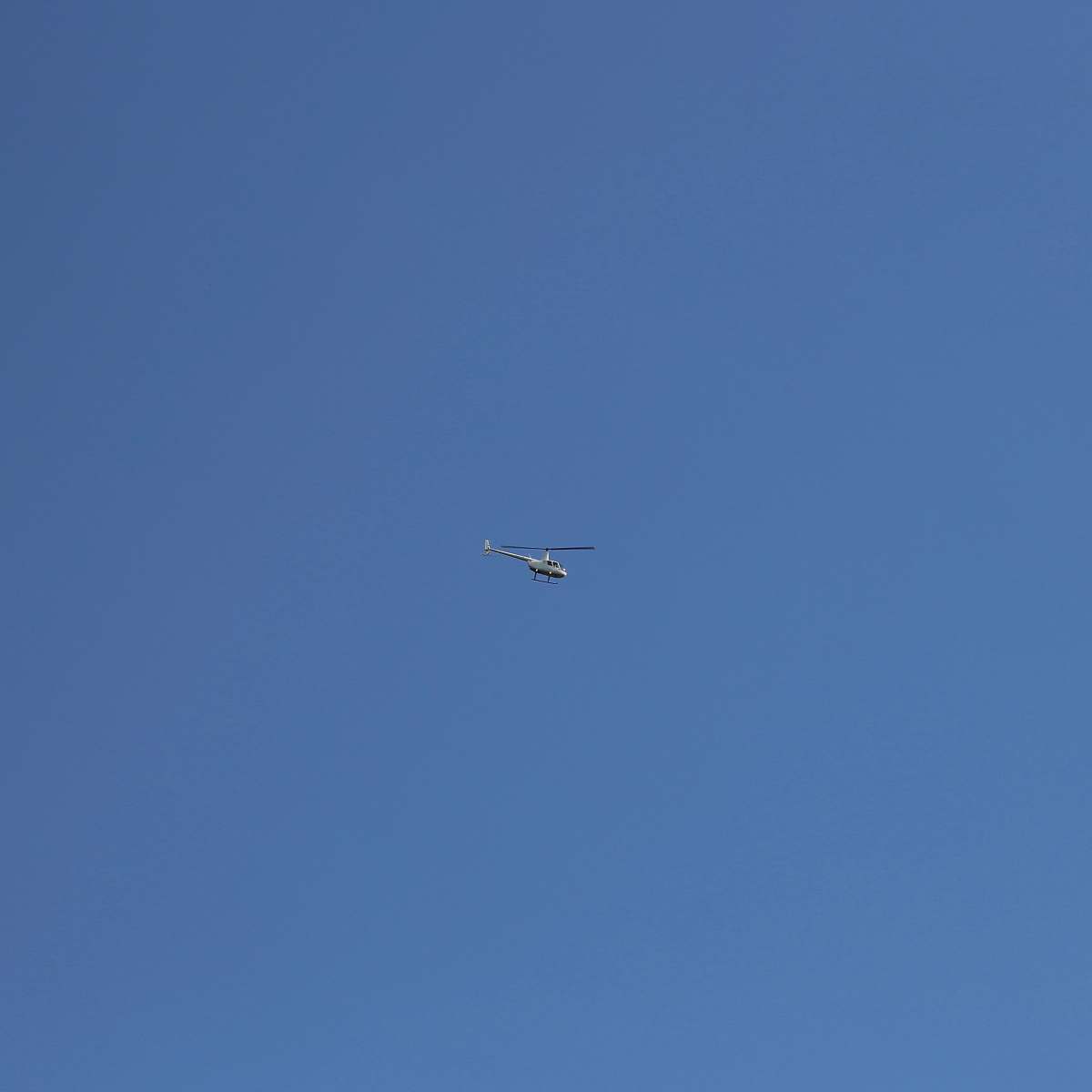 bird helicopter flying