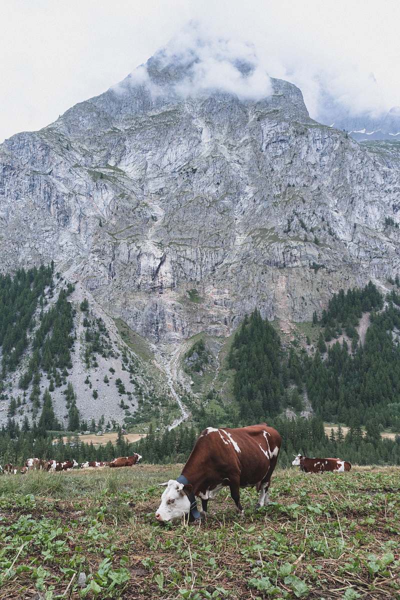cattle herd of cattle at the grass field during day cow