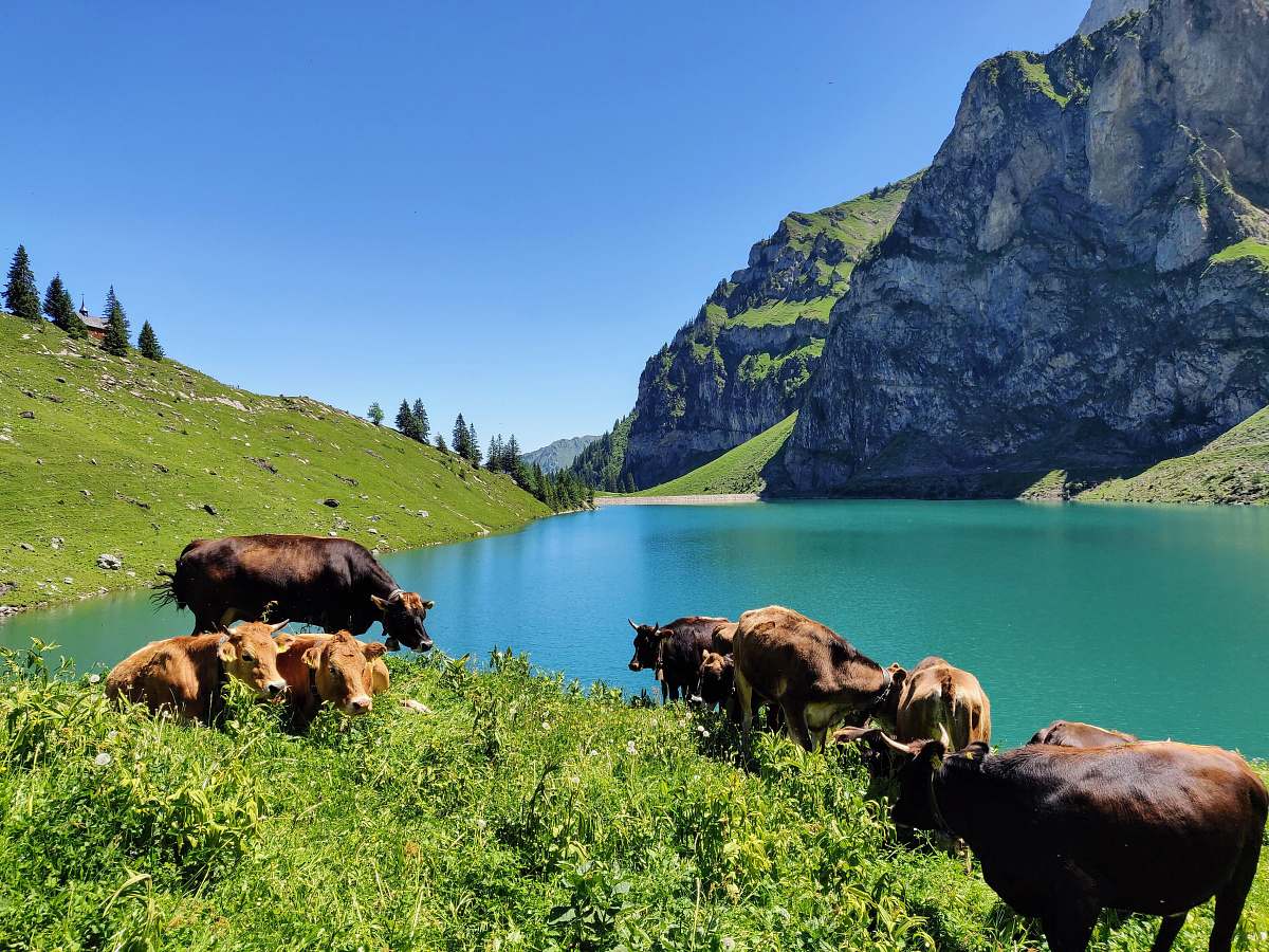 cattle herd of cattle near the lake cow