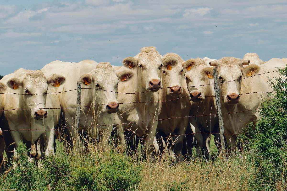 cattle herd of cattle on grass field cow