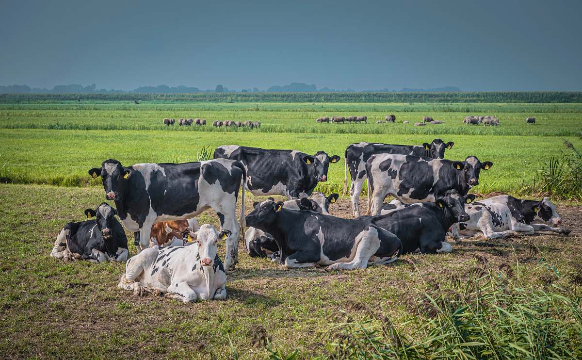 cattle herd of cattle on grass field during day cow