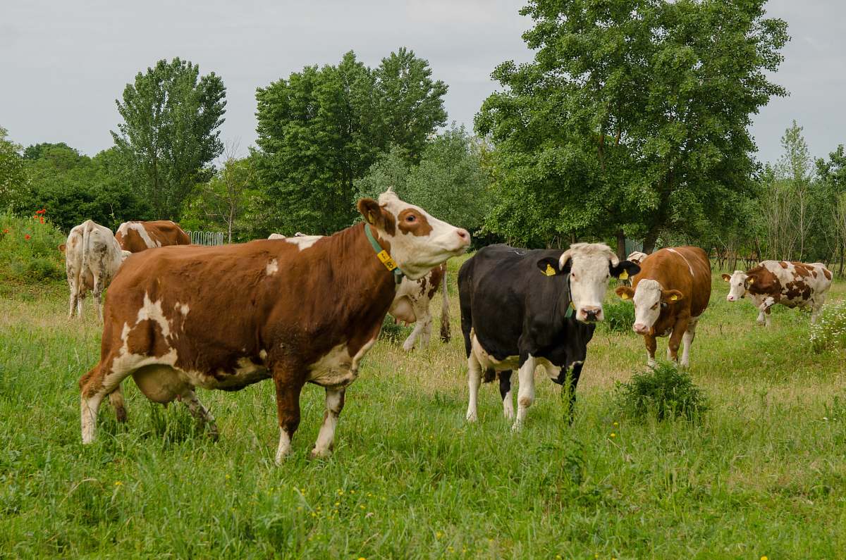 mammal herd of cattle on grass field cow