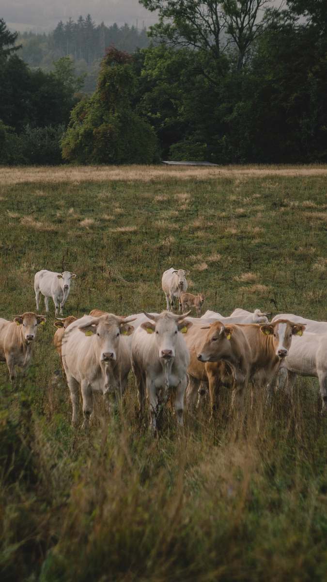 mammal herd of cow on grass field cow