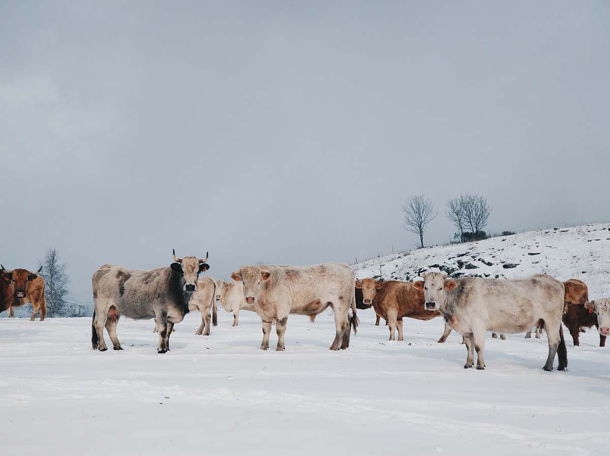 cattle herd of cow on snow field cow
