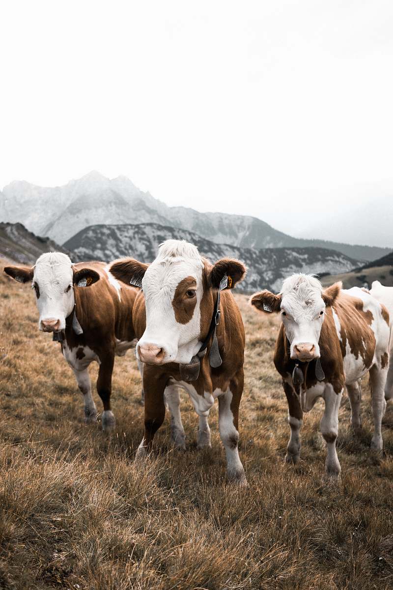 mammal herd of cows cattle