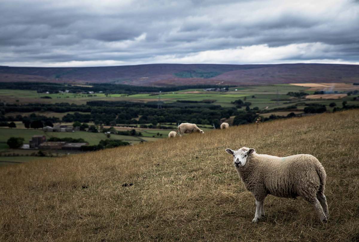 mammal herd of sheep at the hill sheep