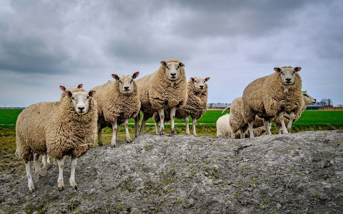 mammal herd of sheep sheep