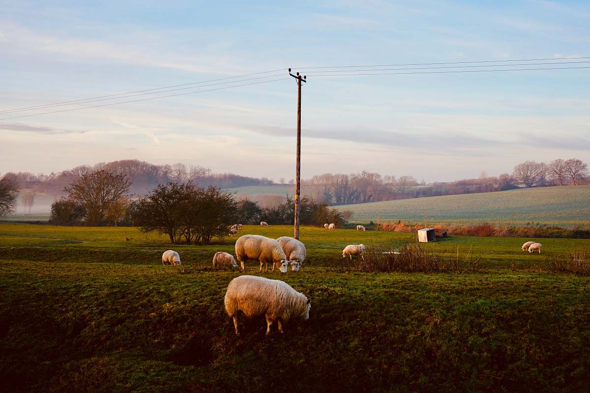 mammal herd of sheep on grass field during daytime sheep