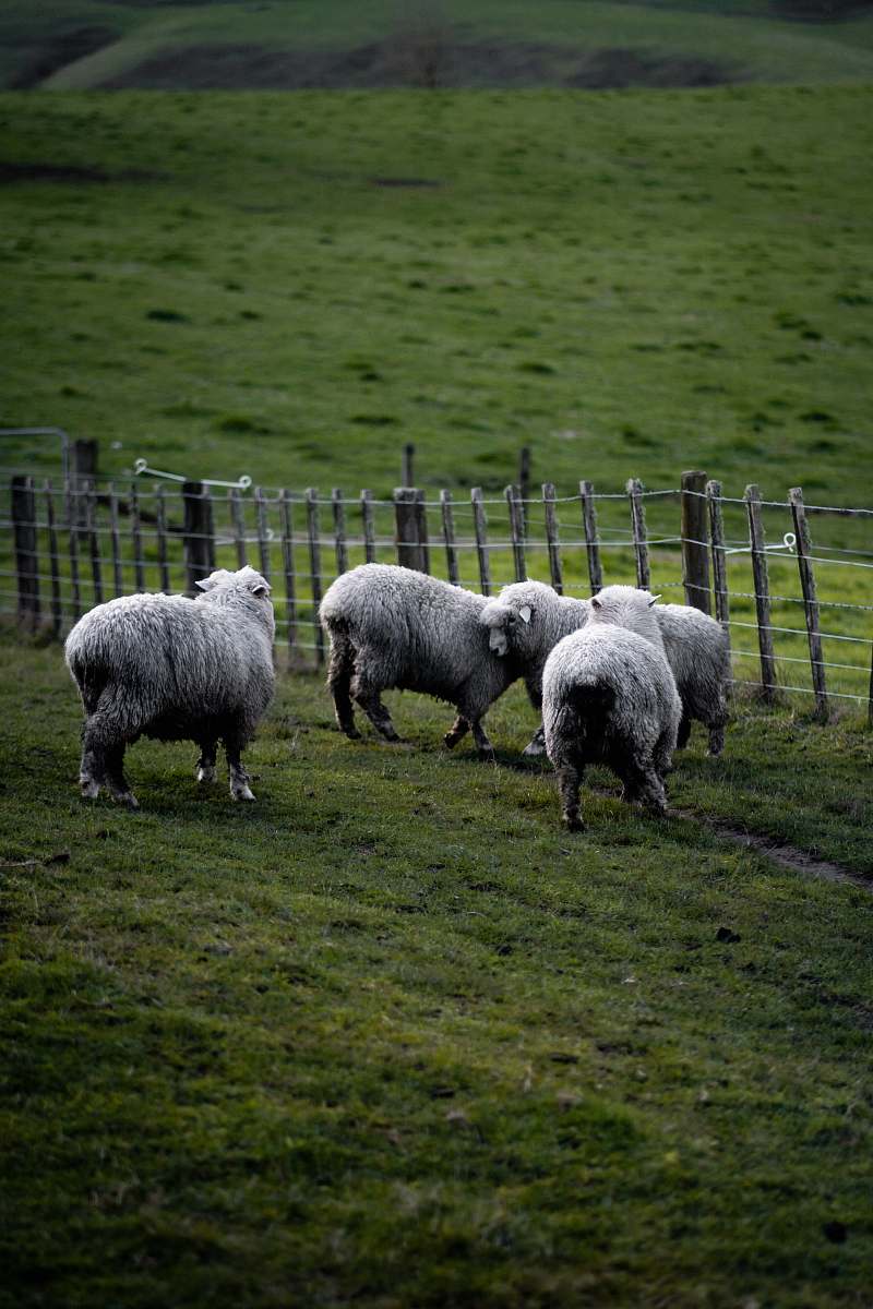 mammal herd of white sheep sheep