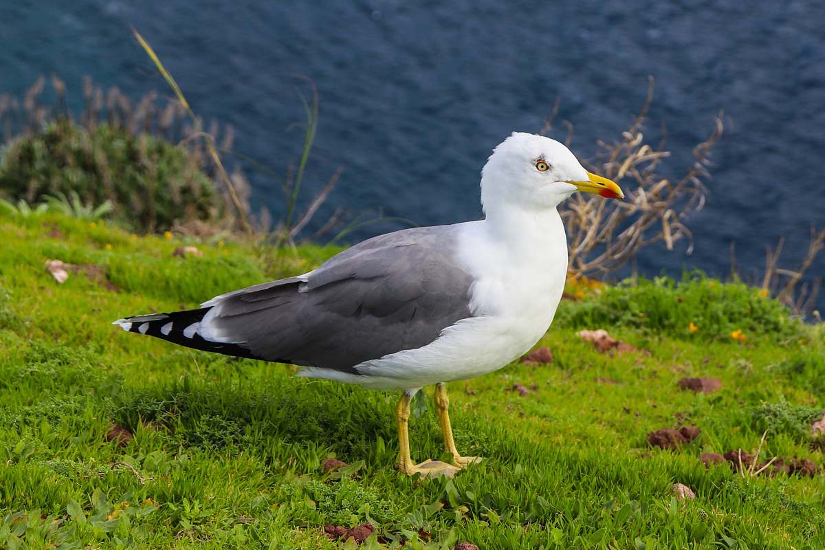 bird herring gull on green grass field seagull