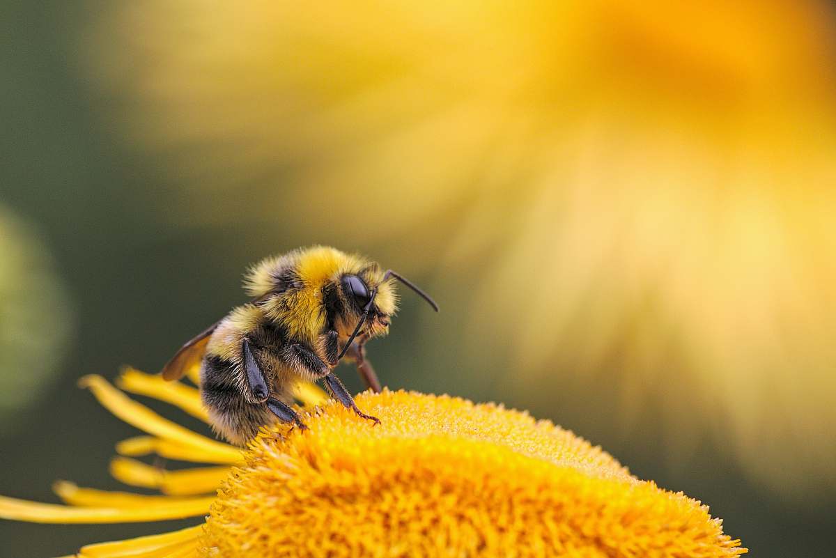 insect honeybee perching on yellow flower invertebrate