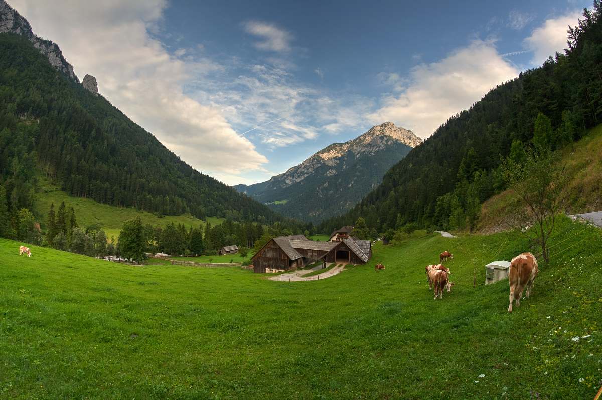 cattle house between mountains cow
