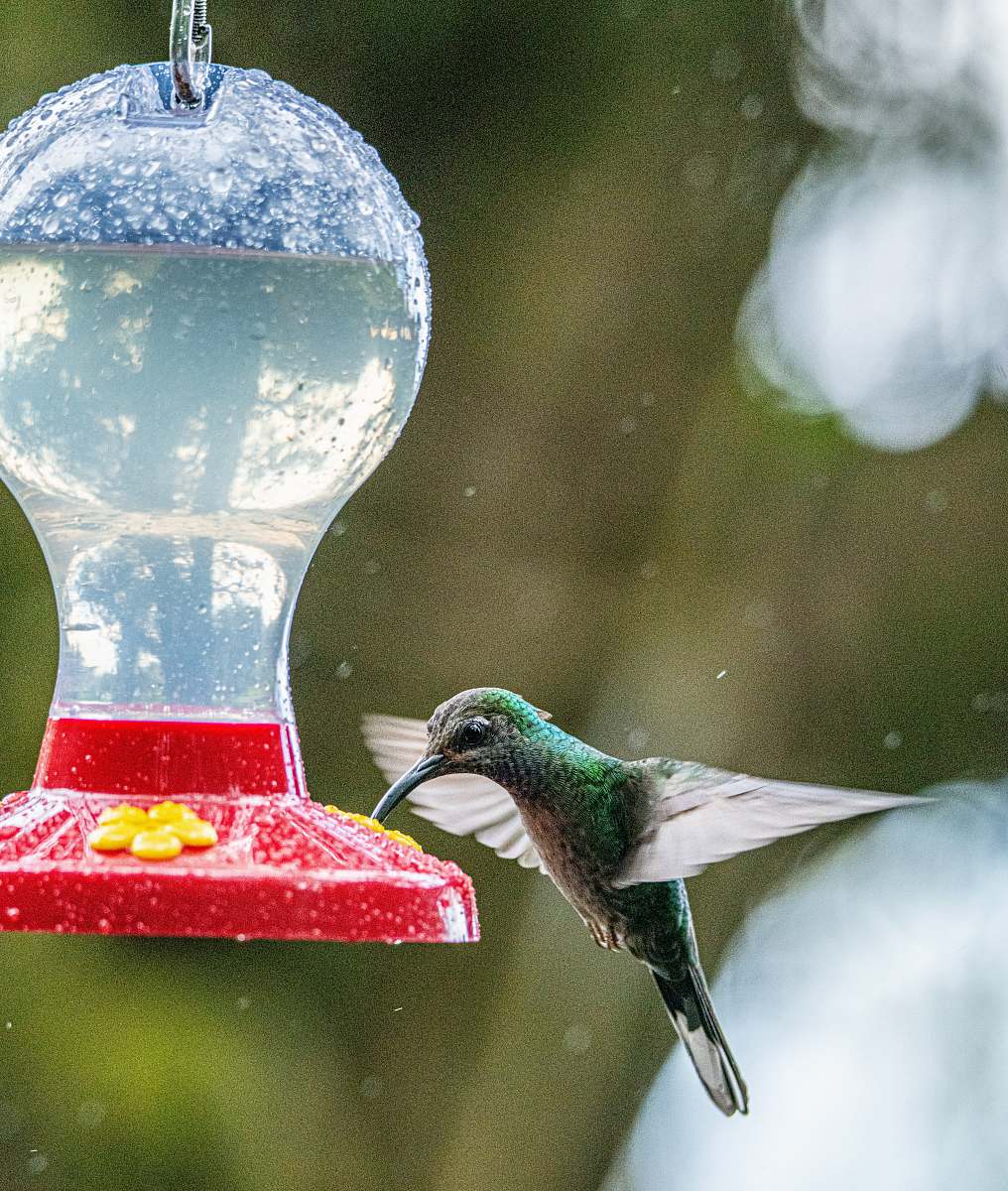 bird hummingbird hovering by drinking container hummingbird