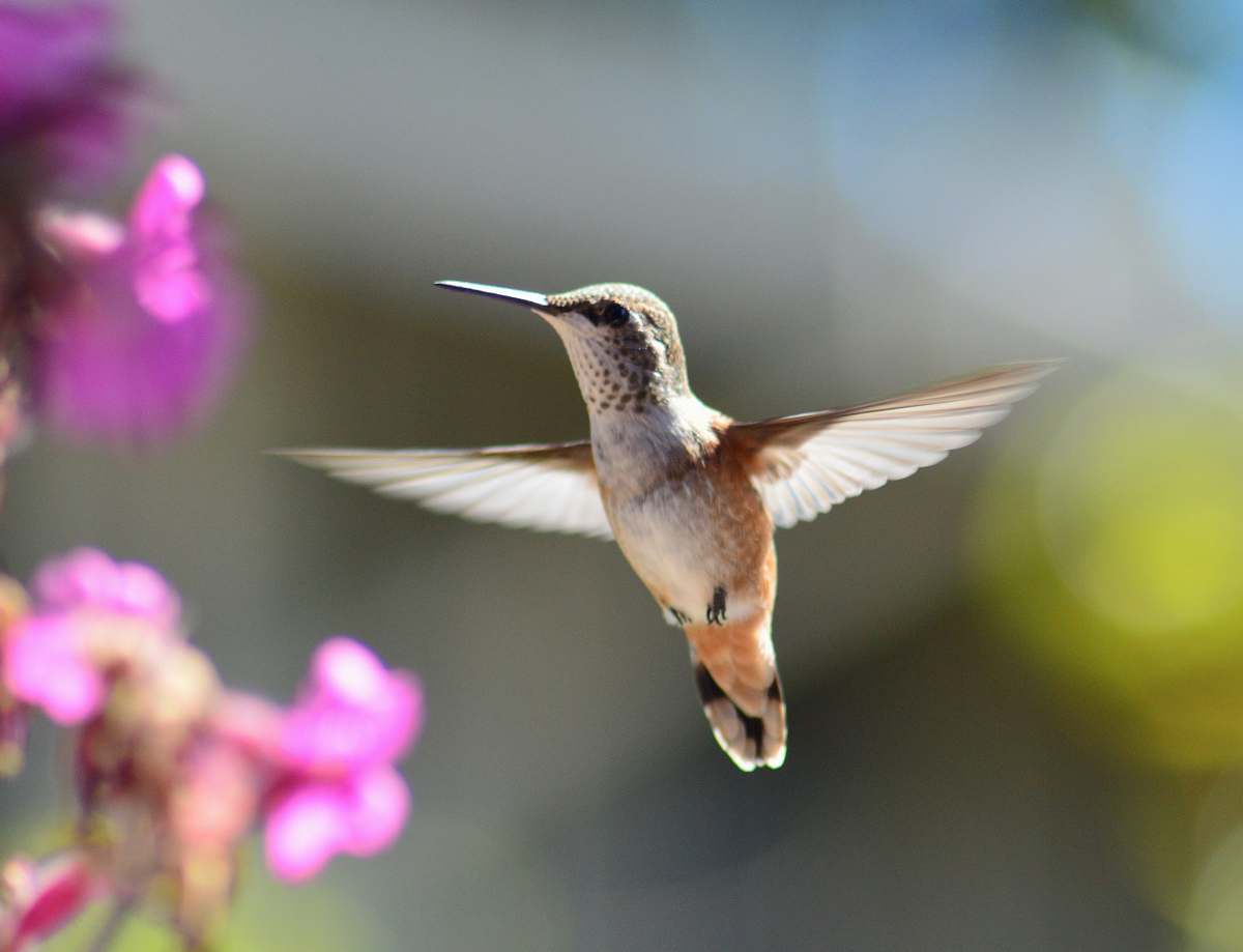 bird hummingbird in mid air hummingbird