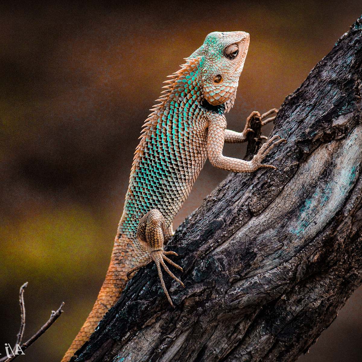 reptile iguana on tree lizard