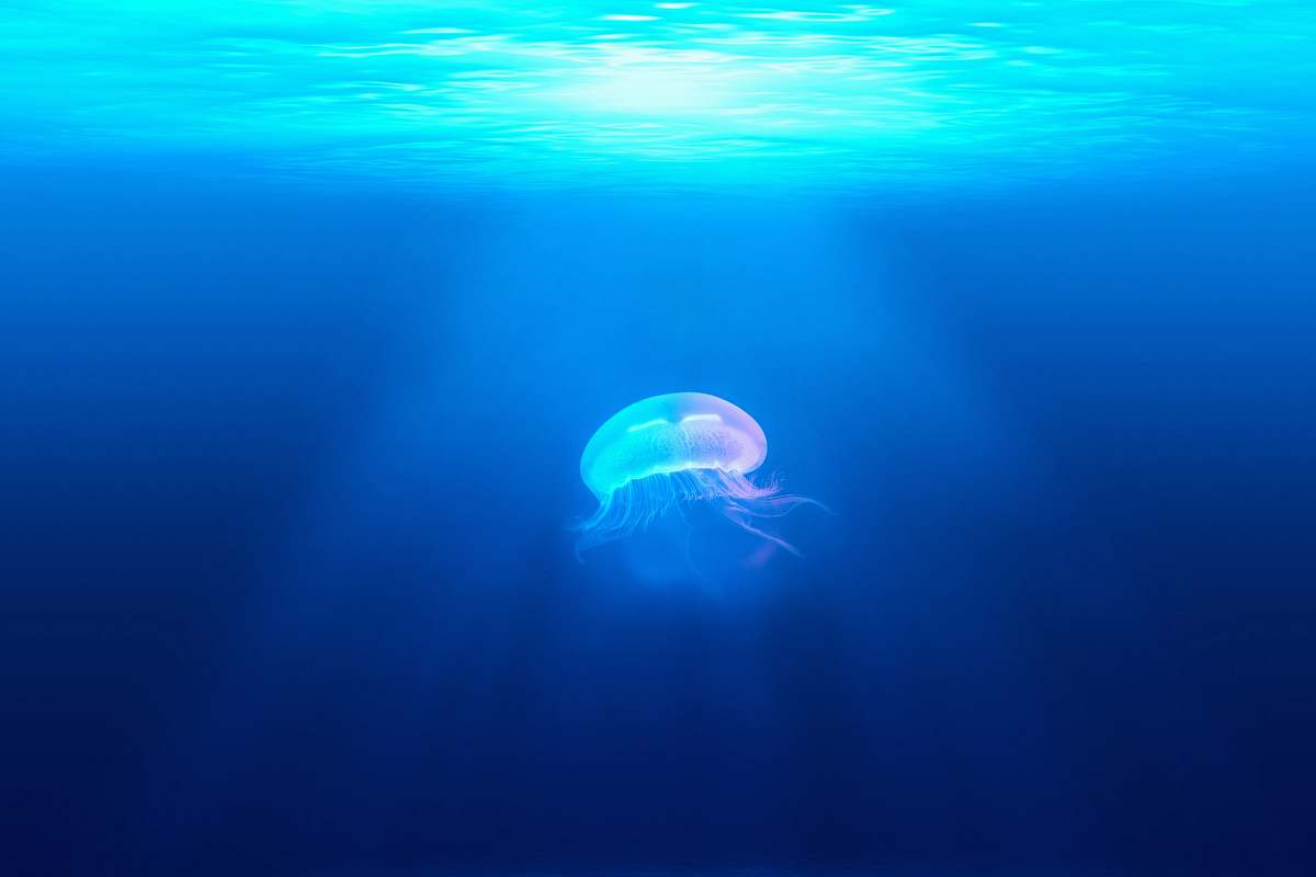 jellyfish jelly fish in water wallpapers
